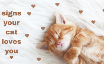 signs your cat loves you