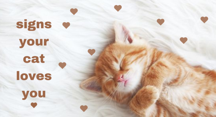 signs your cat loves you