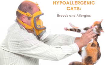 Hypoallergenic Cats: Breeds and Allergies