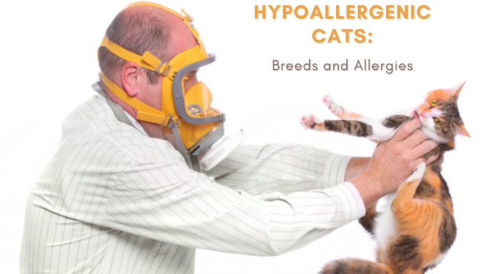 Hypoallergenic Cats: Breeds and Allergies