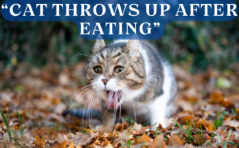 "Cat Throws Up After Eating: Causes, Prevention, and Vet Visits"