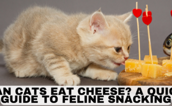 Can Cats Eat Cheese?