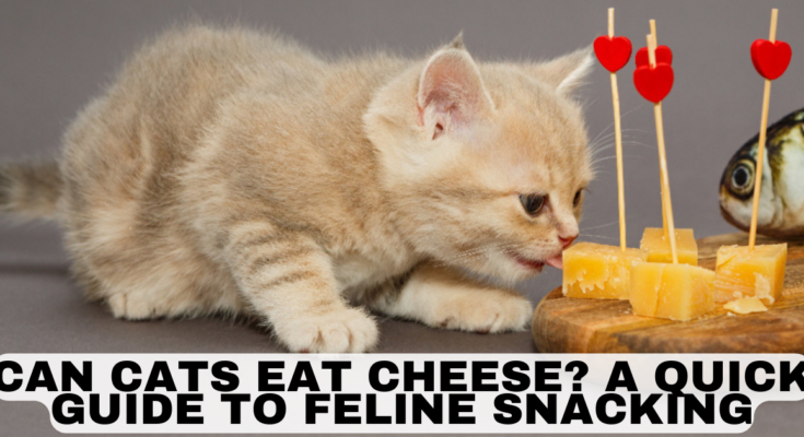 Can Cats Eat Cheese?