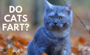 Do Cats Fart? Cat Flatulence Causes and Treatments