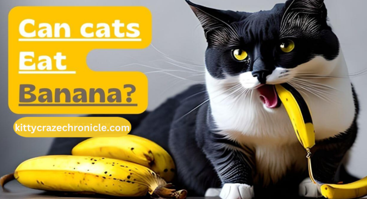 Can Cats Eat Bananas?