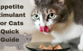 Appetite Stimulant For Cats Quick Guide