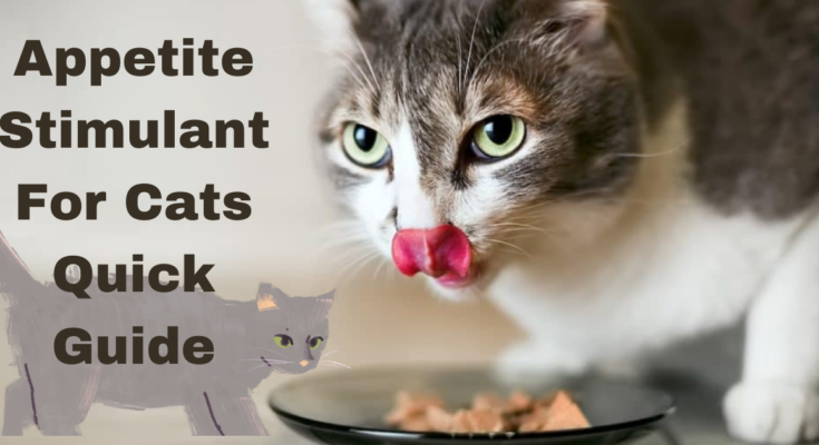 Appetite Stimulant For Cats Quick Guide